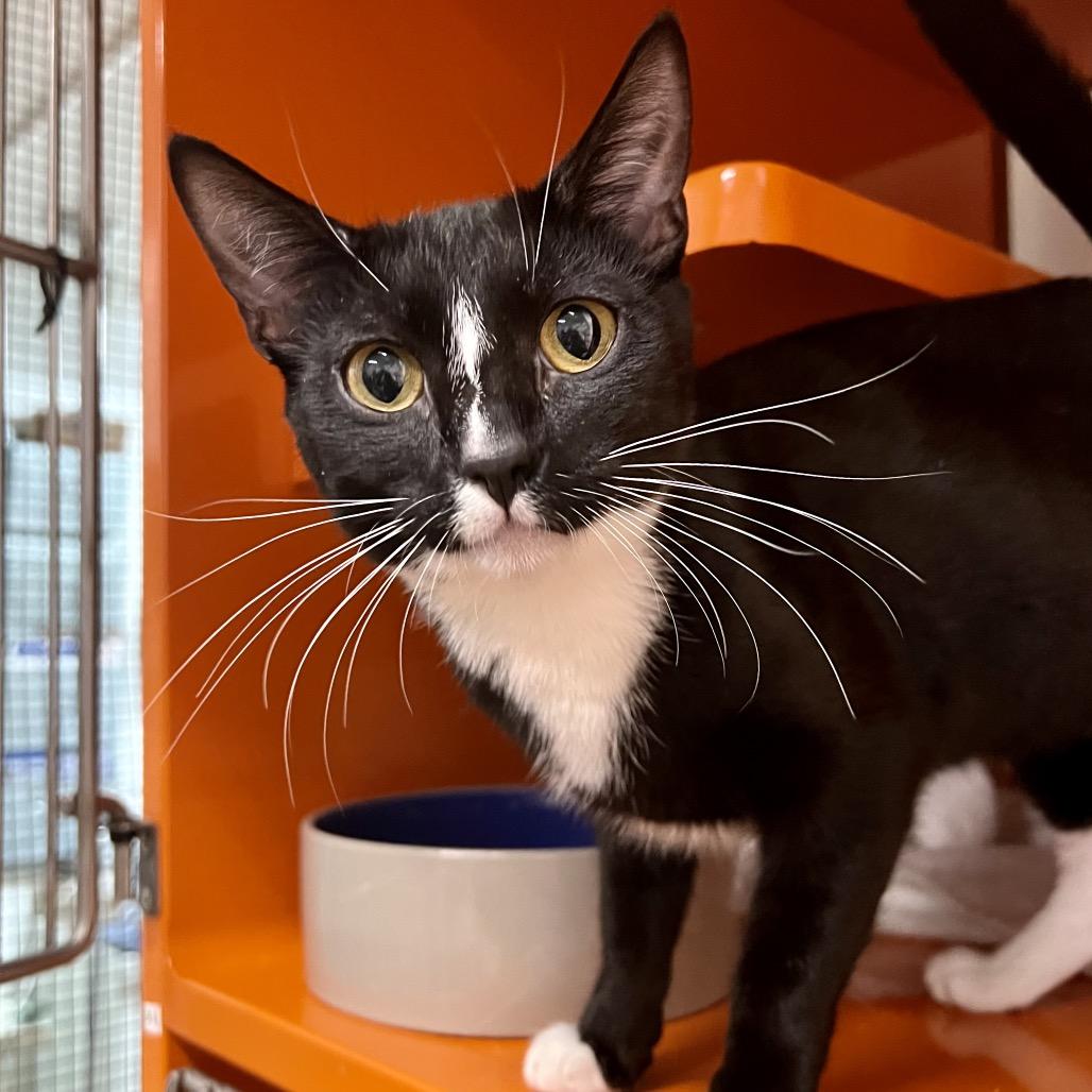 Enlarge PomPom, a Adoptable Domestic Short Hair in Morgan Hill, CA image 2/3