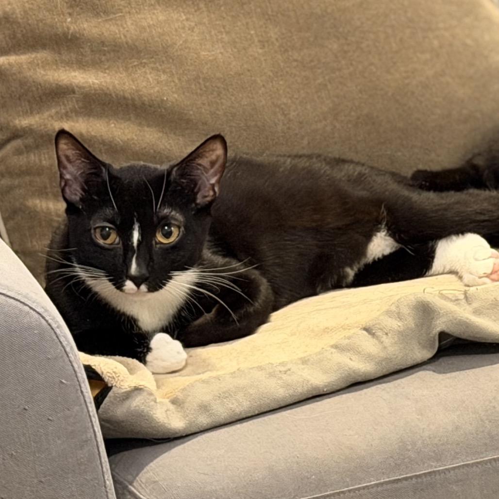 Enlarge PomPom, a Adoptable Domestic Short Hair in Morgan Hill, CA image 3/3