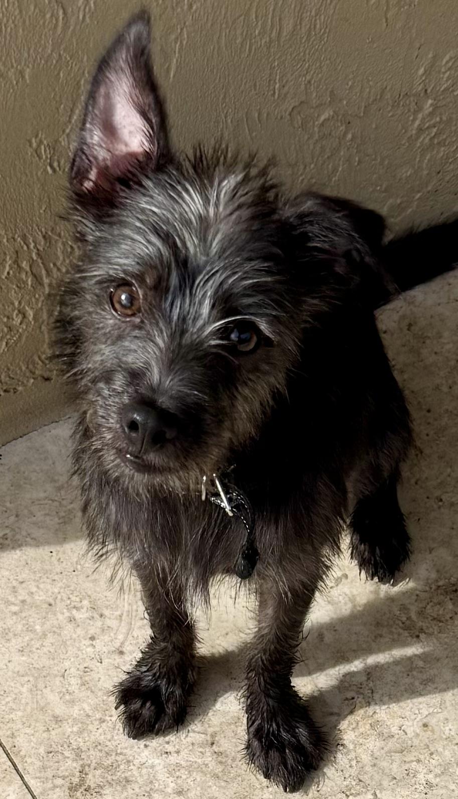 Hypoallergenic Yorkie Puppy Lucky, Adoptable, Puppy Male Yorkshire Terrier.