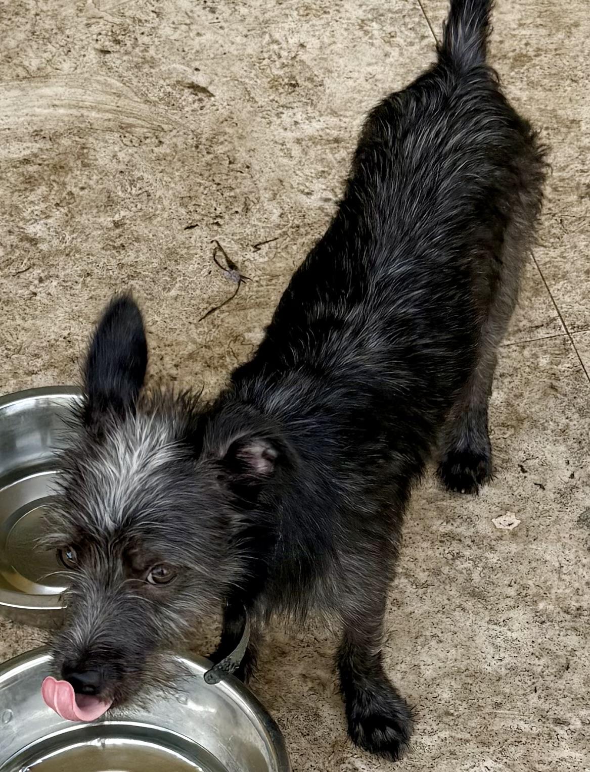 Enlarge Hypoallergenic Yorkie Puppy Lucky, a Adoptable Yorkshire Terrier in Boca Raton, FL image 3/6