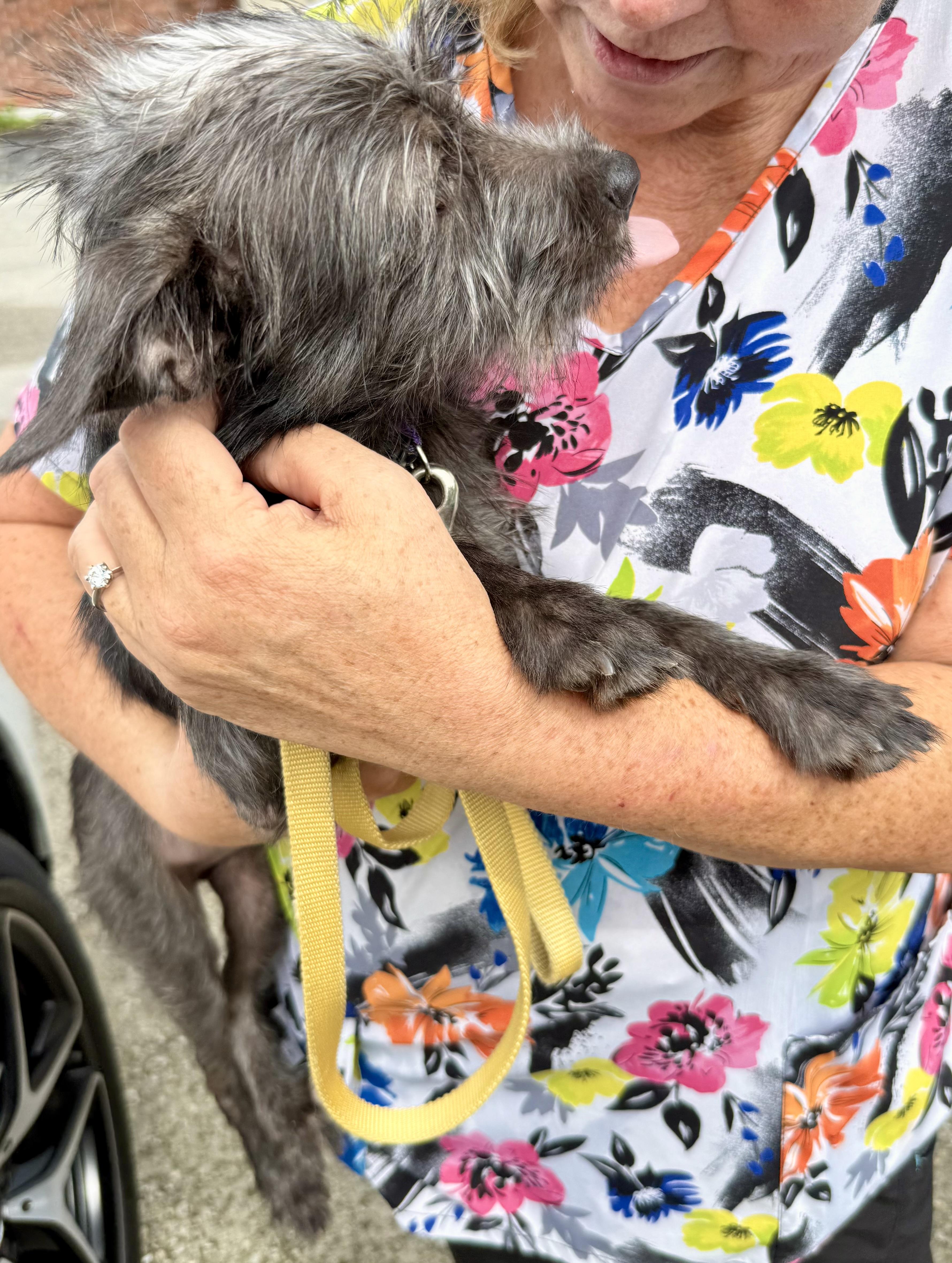 Enlarge Hypoallergenic Yorkie Puppy Lucky, a Adoptable Yorkshire Terrier in Boca Raton, FL image 6/6