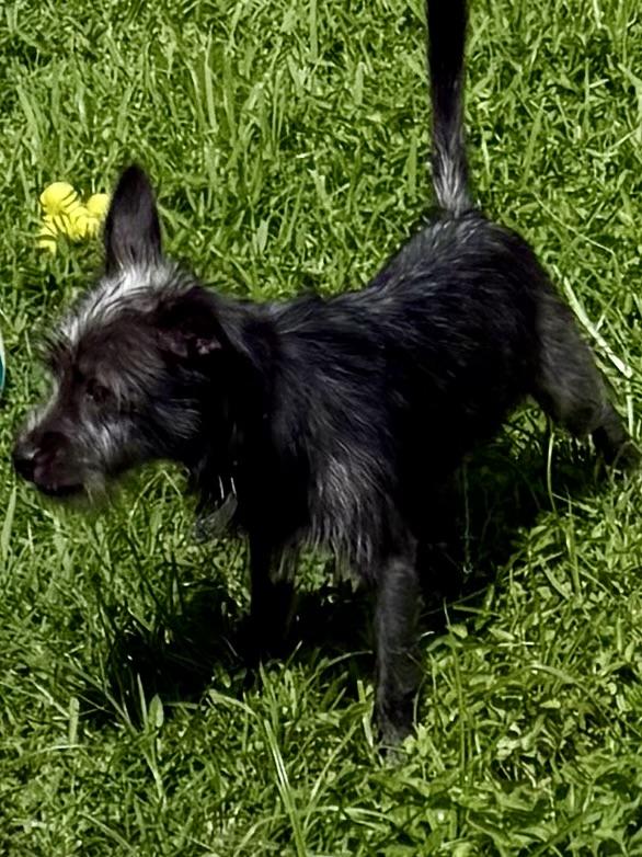 Enlarge Hypoallergenic Yorkie Puppy Lucky, a Adoptable Yorkshire Terrier in Boca Raton, FL image 4/6
