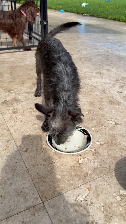Enlarge Hypoallergenic Yorkie Puppy Lucky, a Adoptable Yorkshire Terrier in Boca Raton, FL video 5/6