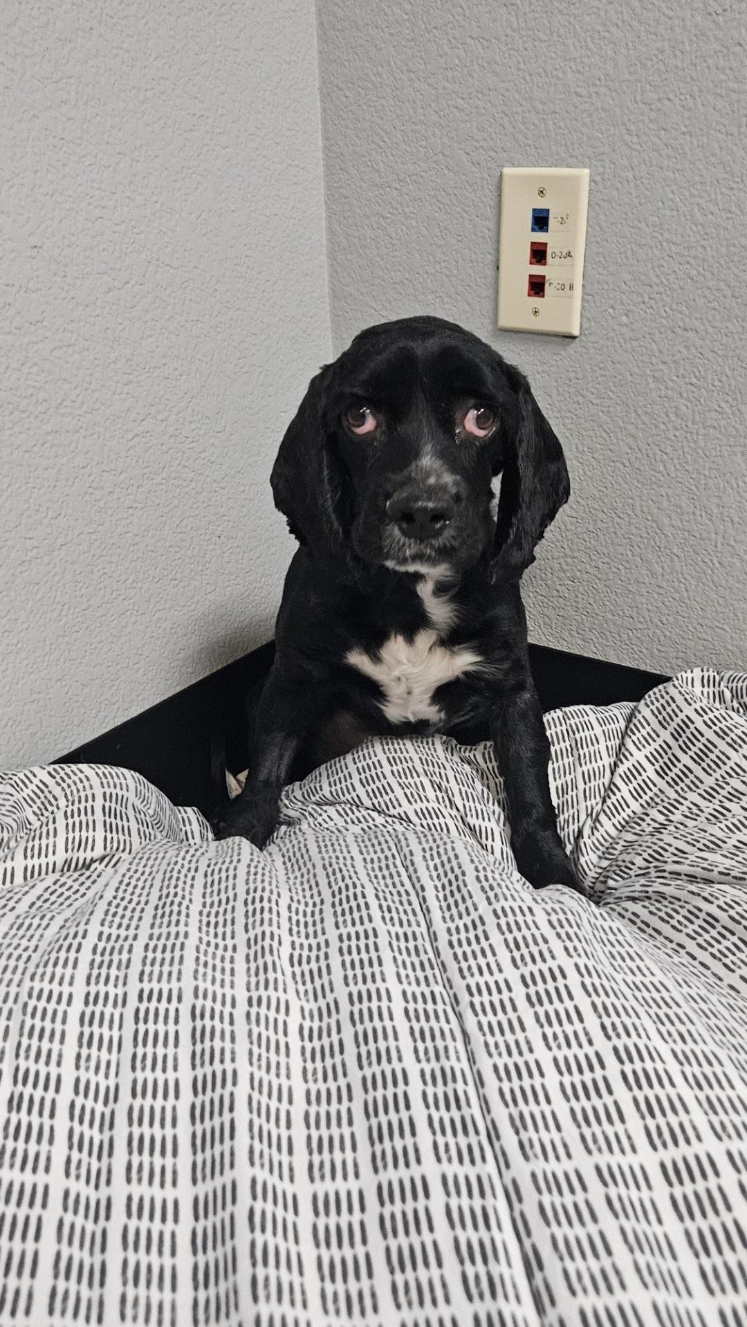 Dog for adoption - RIVER, a Cocker Spaniel in Las Vegas, NV | Petfinder
