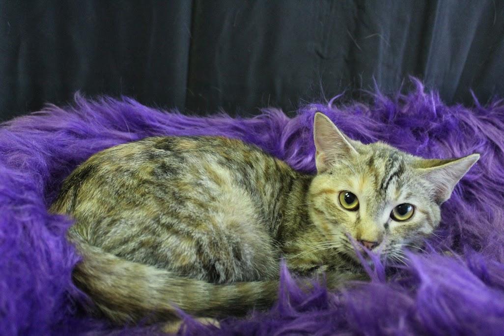 Tamarin, an adoptable Domestic Medium Hair in Yuma, AZ, 85364 | Photo Image 1