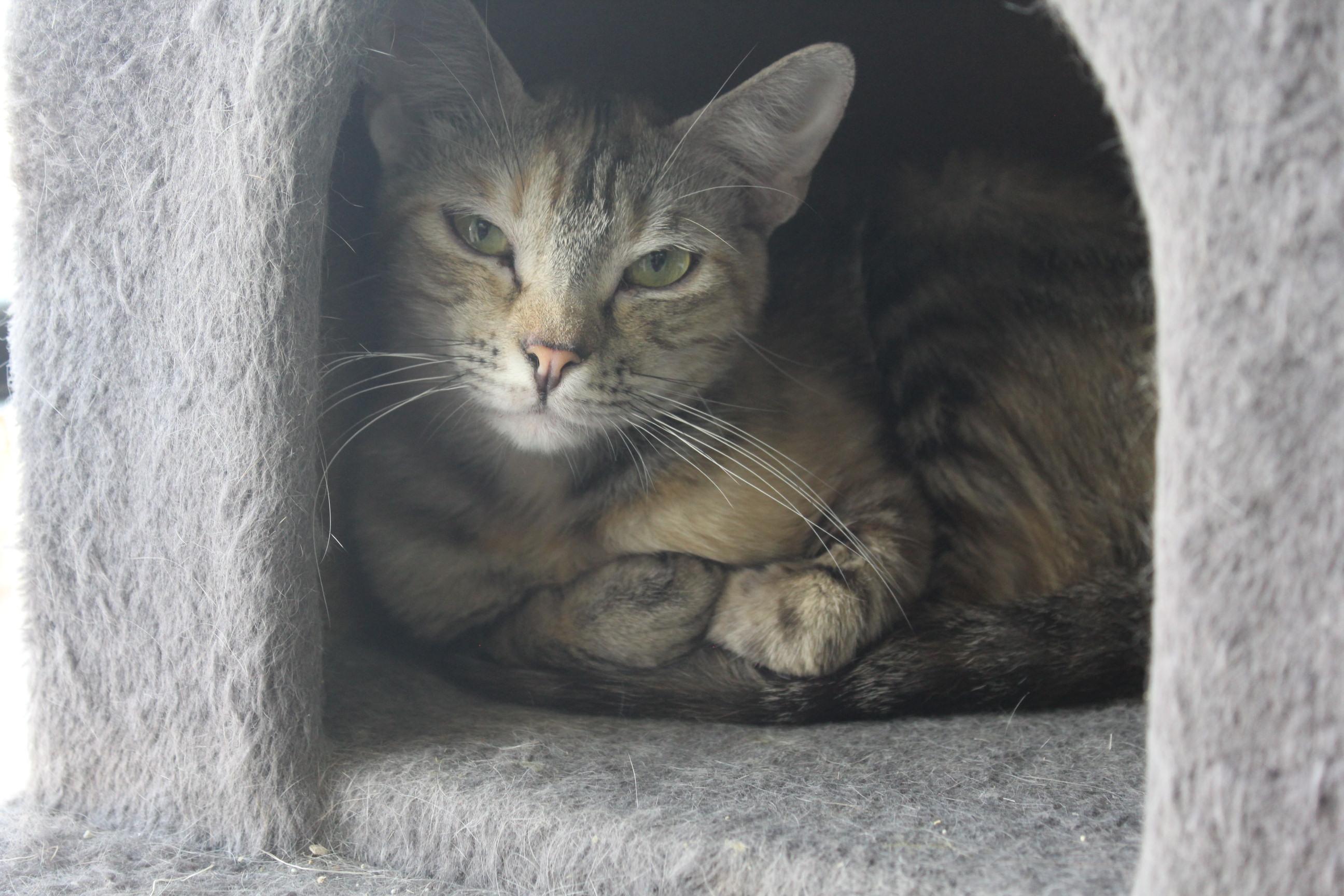 Tamarin, a Adoptable Domestic Short Hair in Yuma, AZ image 2/3