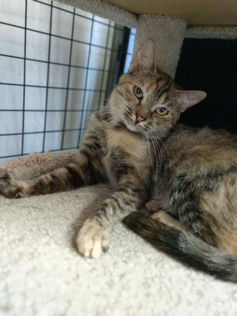 Tamarin, a Adoptable Domestic Short Hair in Yuma, AZ image 1/3