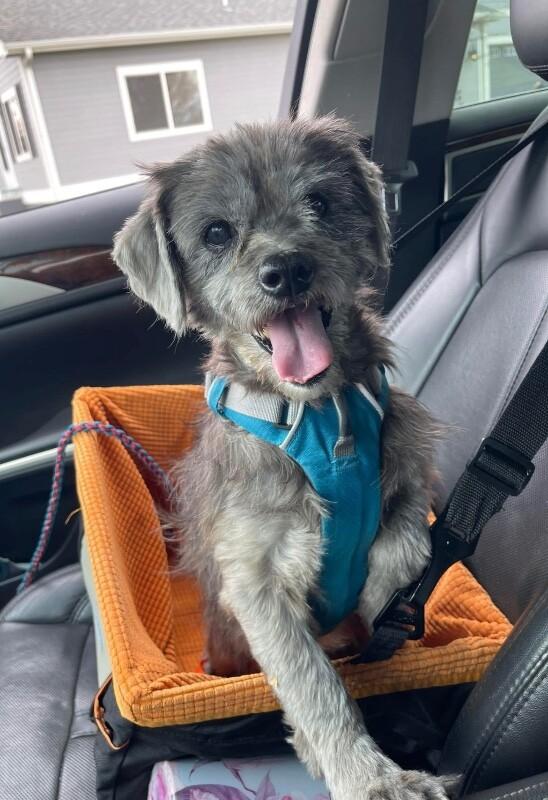 Brooks, Adoptable, Adult Male Terrier & Miniature Schnauzer.