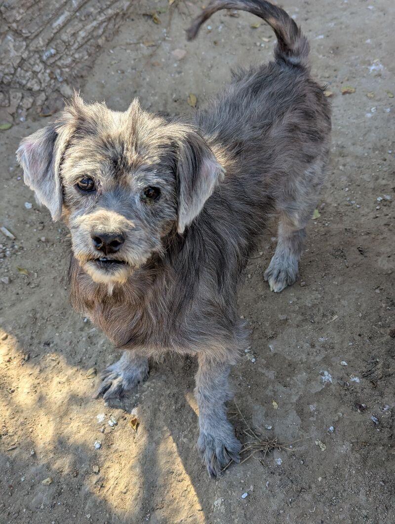 Brooks, a Adoptable mixed breed in Windsor, CO image 2/6