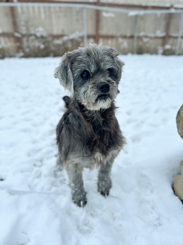 Brooks, a Adoptable mixed breed in Windsor, CO image 3/6