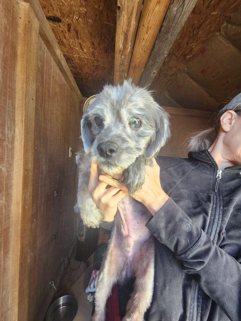 Brooks, a Adoptable mixed breed in Windsor, CO image 4/6