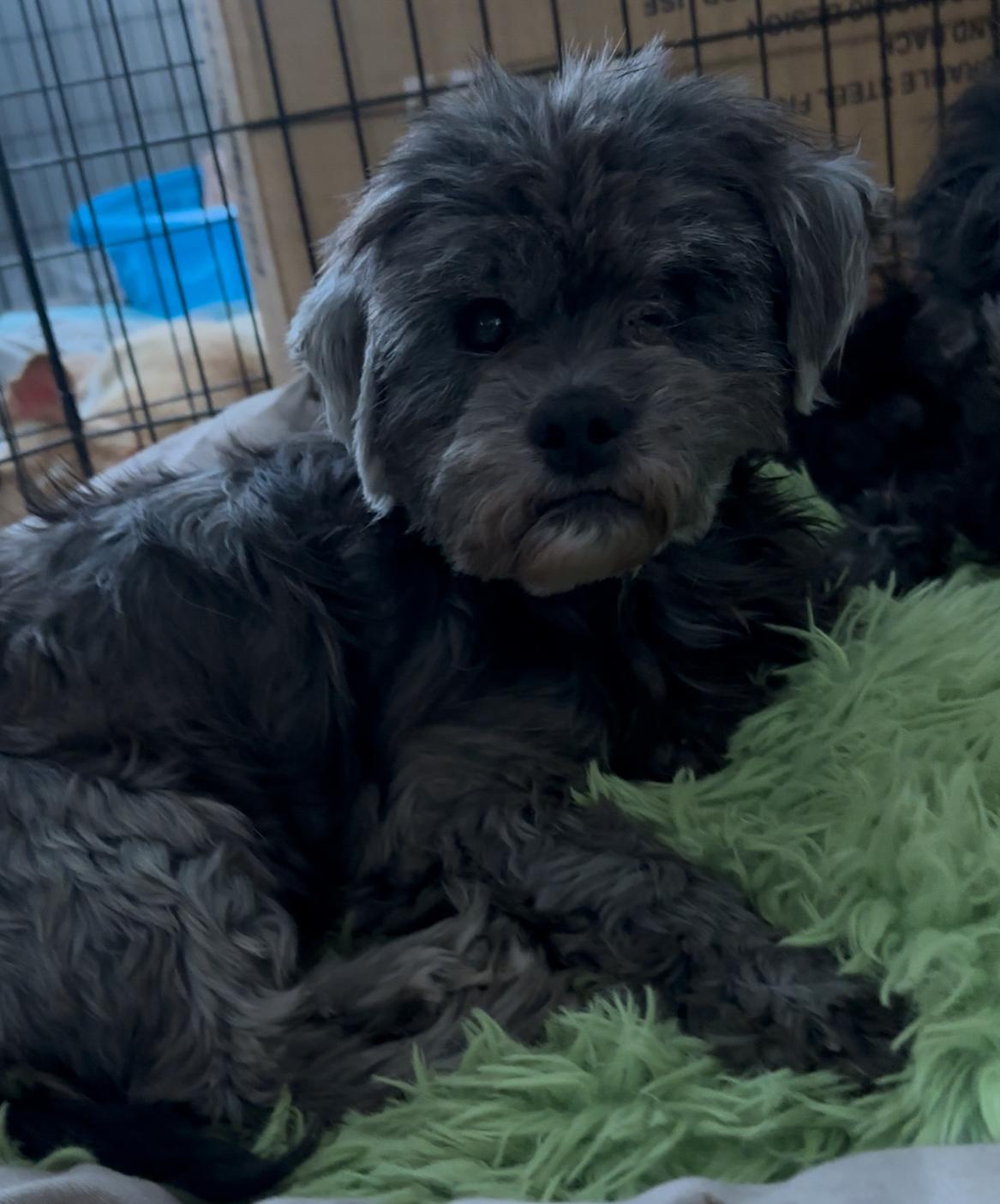 Enlarge Brooks, a Adoptable mixed breed in Windsor, CO image 5/6