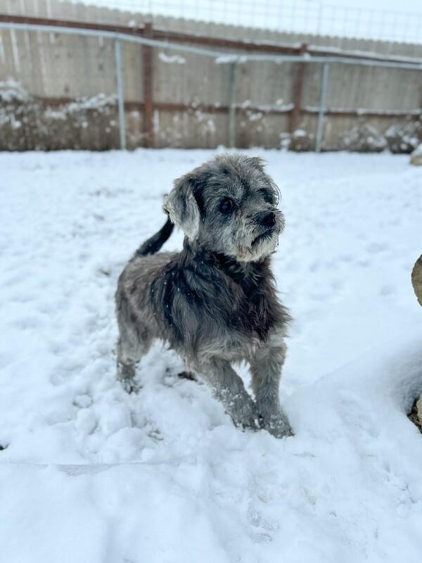 Brooks, a Adoptable mixed breed in Windsor, CO image 5/6