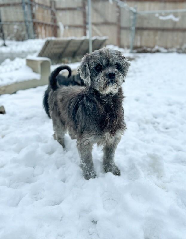Brooks, a Adoptable mixed breed in Windsor, CO image 6/6