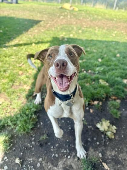 Willow, ADOPTABLE, Adult Female Mixed Breed.