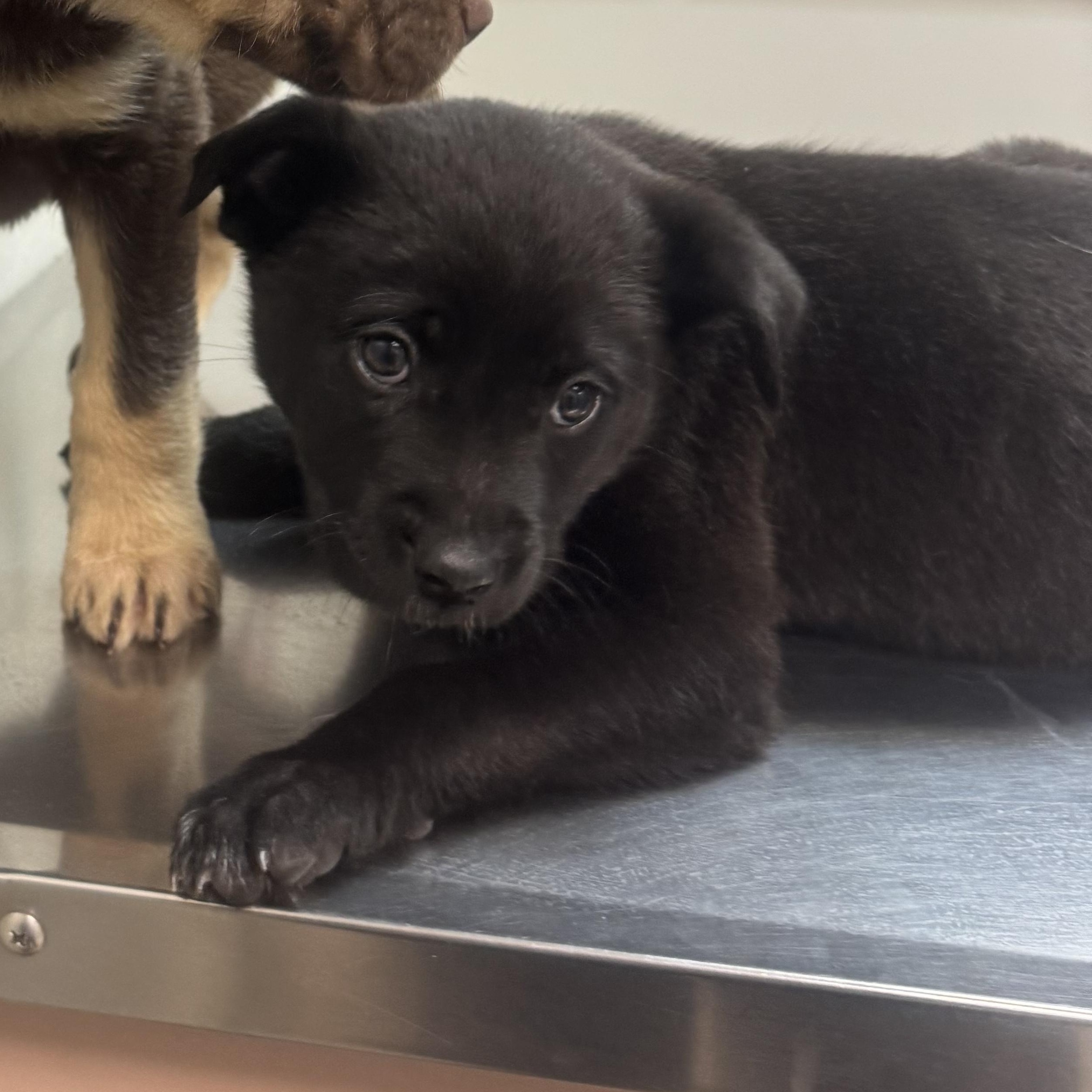 Lani, an adopted mixed breed in Newfoundland, NJ image 1/6