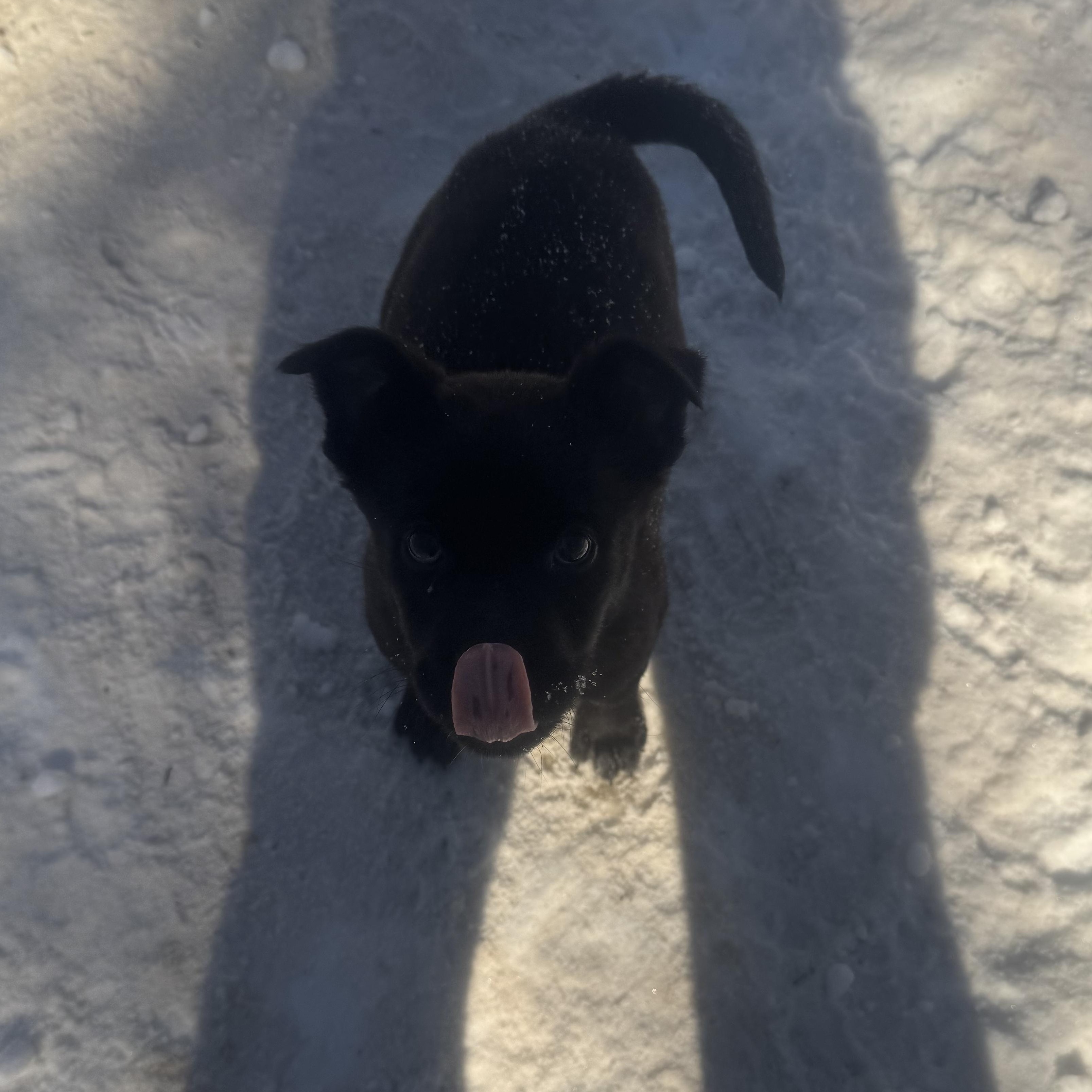 Lani, an adopted mixed breed in Newfoundland, NJ image 3/6