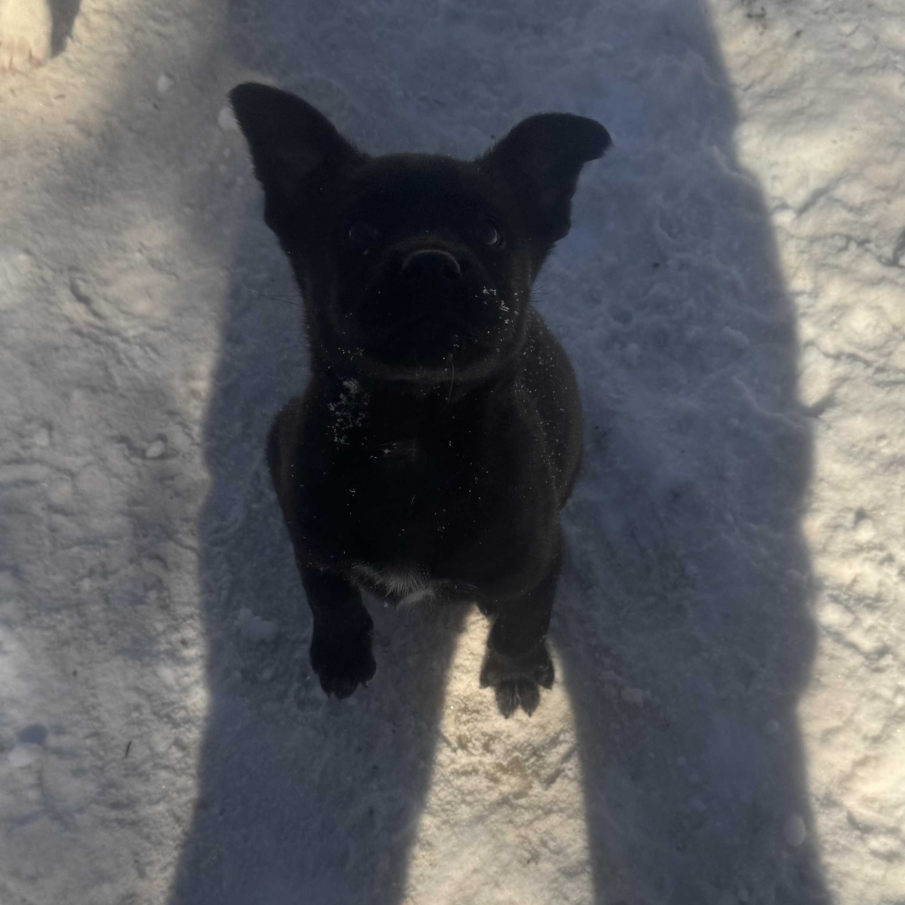 Lani, an adopted mixed breed in Newfoundland, NJ image 4/6