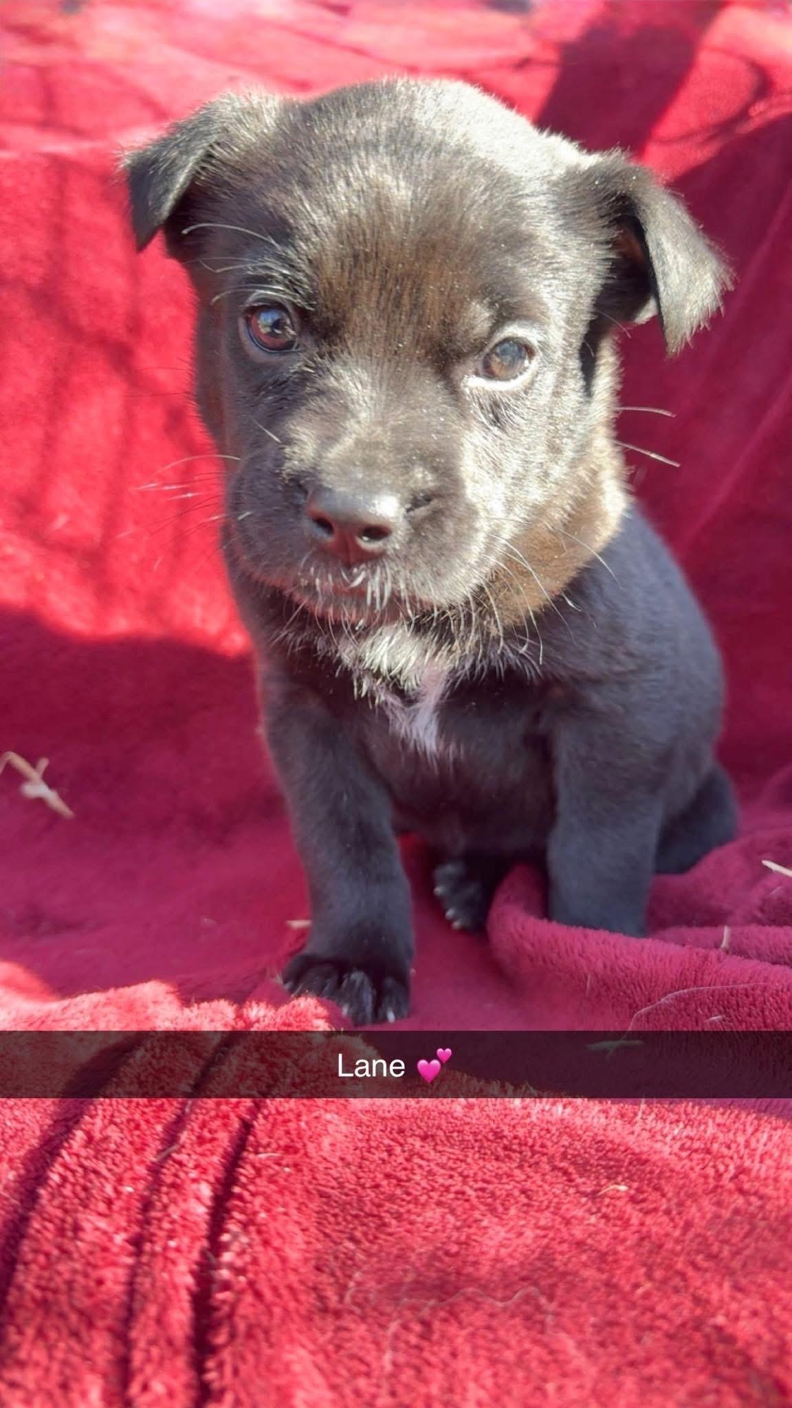 Lani, an adopted mixed breed in Newfoundland, NJ image 5/6