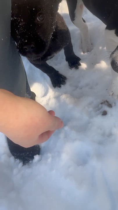 Enlarge Lani, an adopted mixed breed in Newfoundland, NJ video 6/6