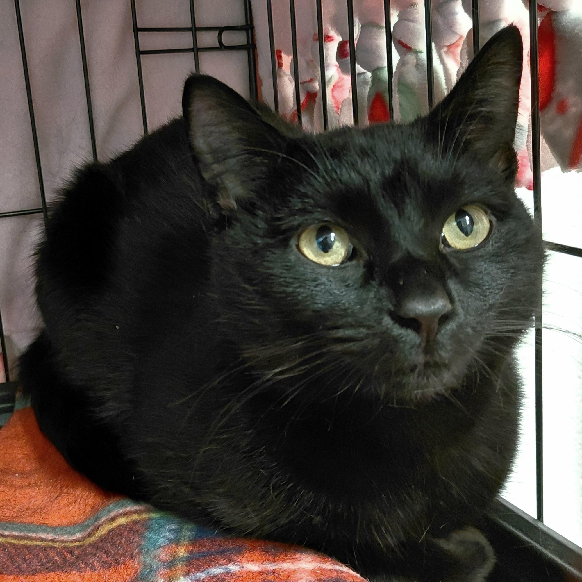 Albert, ADOPTABLE, Young Male Domestic Short Hair.