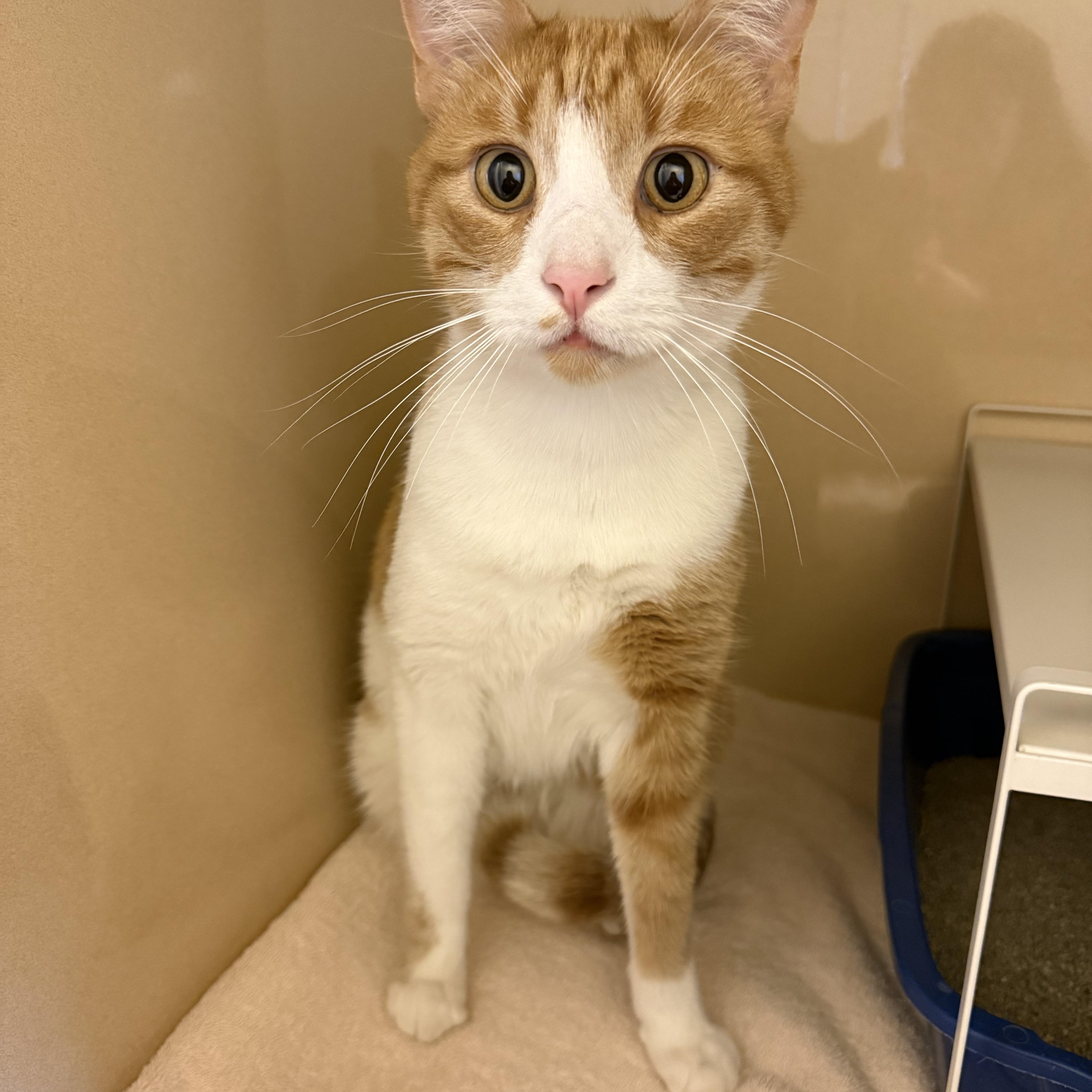 Stray Cat, a ADOPTABLE Domestic Short Hair in Hays, KS image 1/5