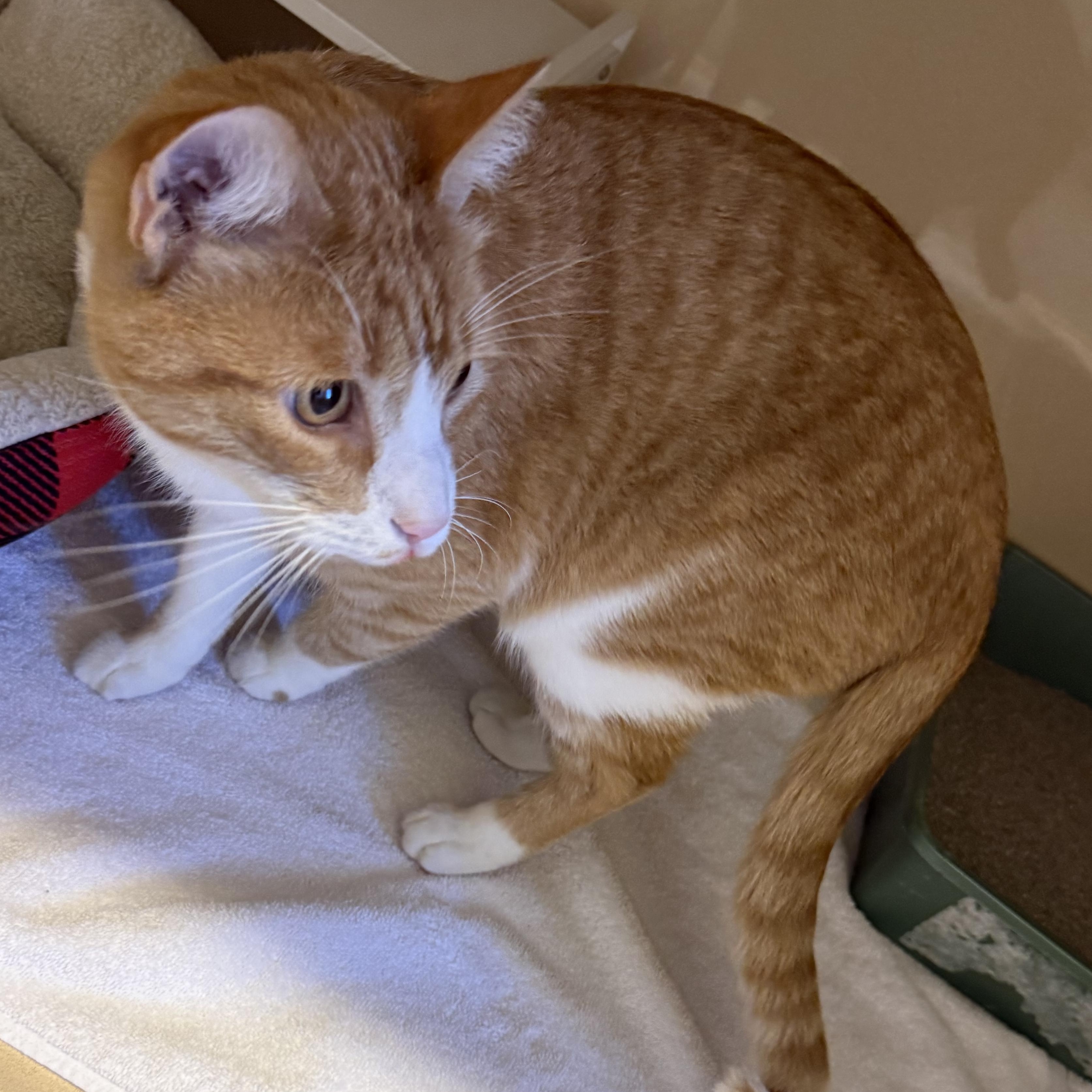 Stray Cat, a ADOPTABLE Domestic Short Hair in Hays, KS image 3/5