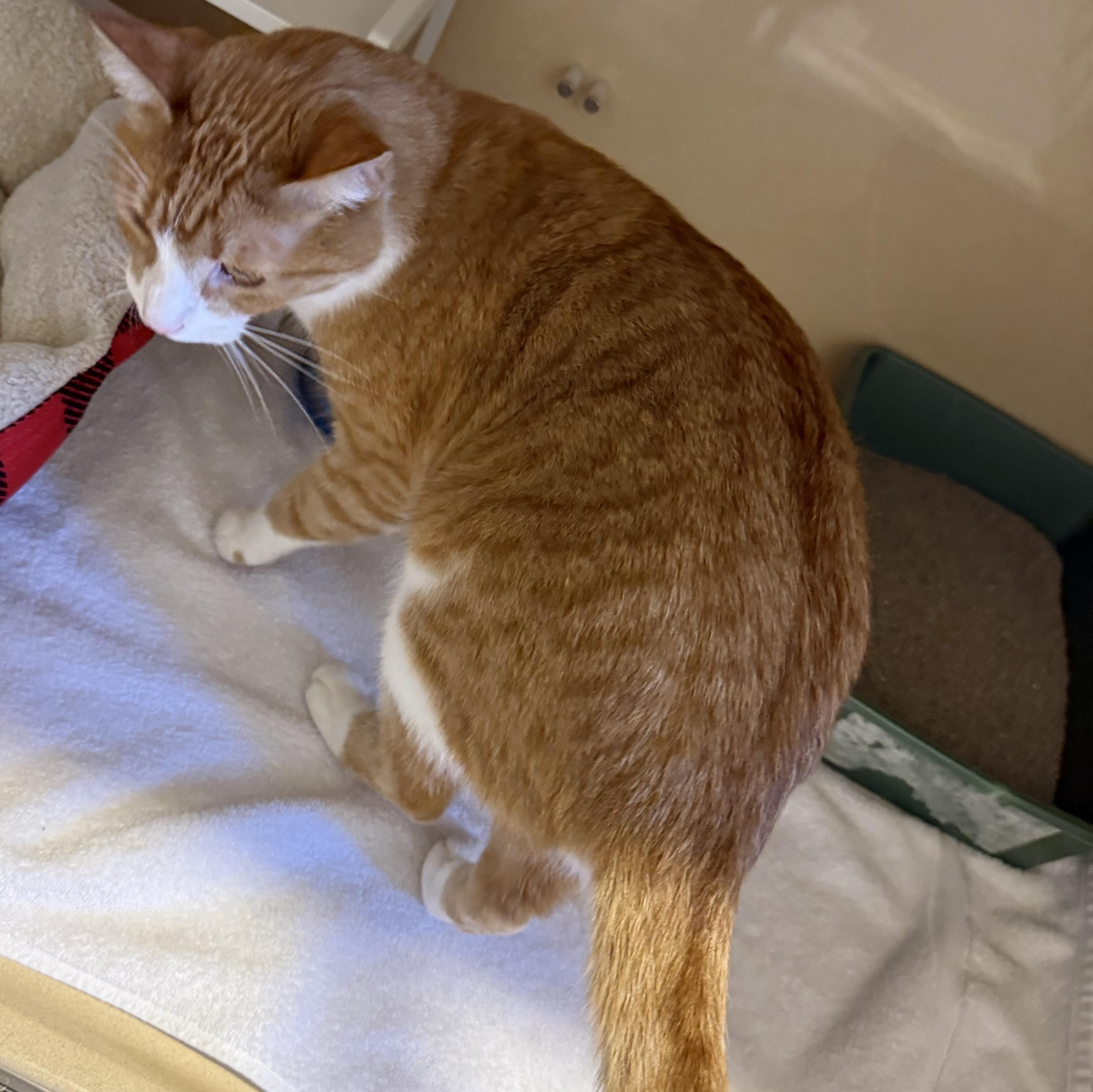 Stray Cat, a ADOPTABLE Domestic Short Hair in Hays, KS image 4/5