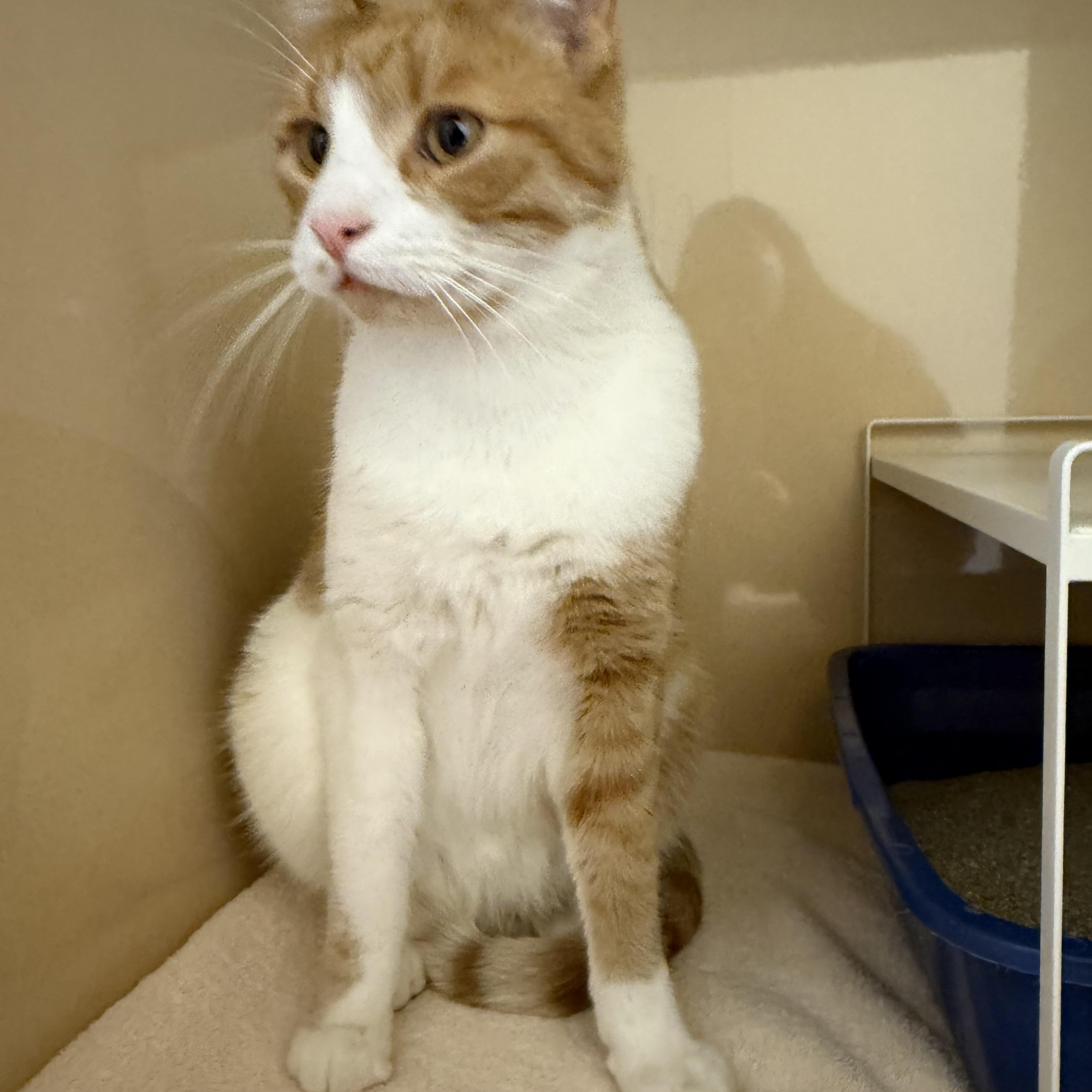 Stray Cat, a ADOPTABLE Domestic Short Hair in Hays, KS image 5/5
