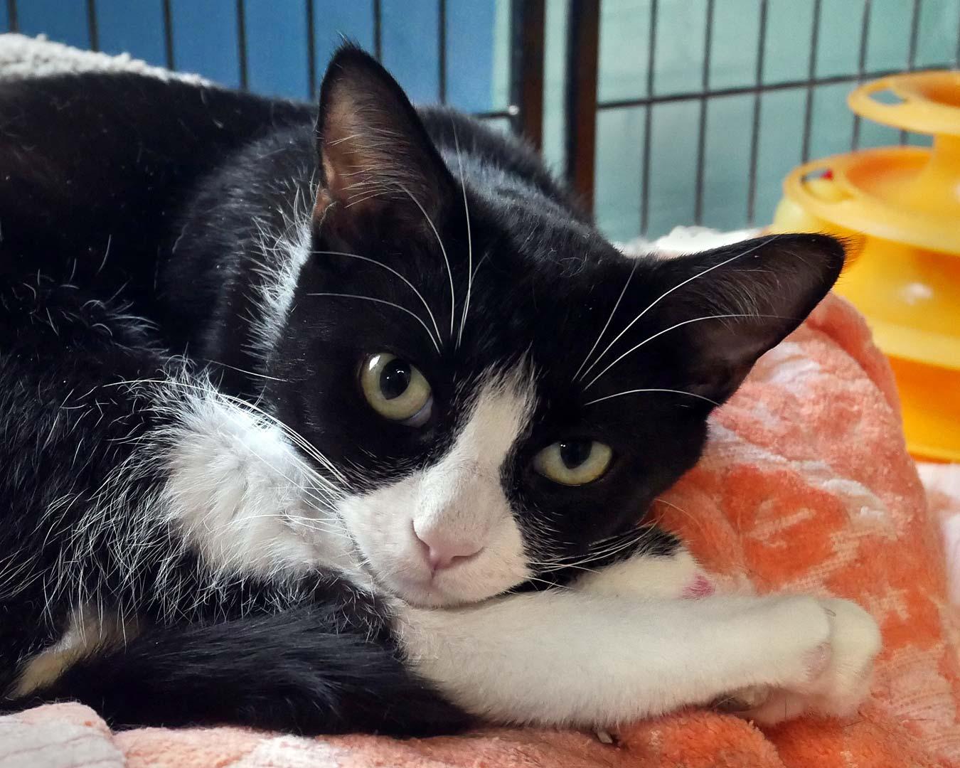 Princess, ADOPTABLE, Young Female Tuxedo.