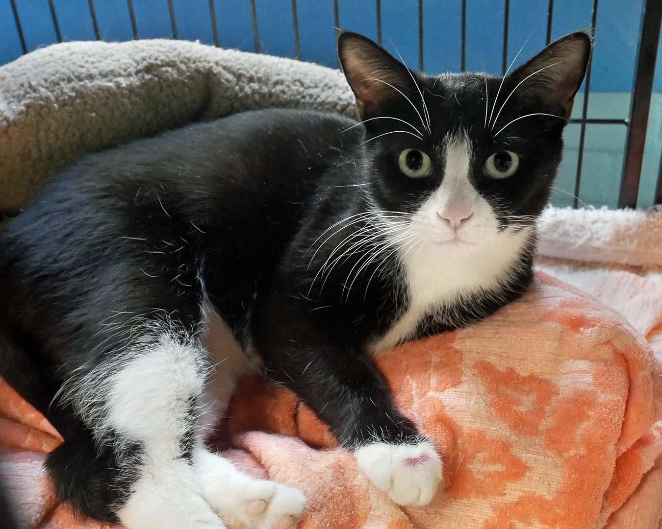 Princess, a ADOPTABLE mixed breed in Bloomingdale, NJ image 2/3