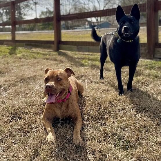 Dolly Lolly the Lovable Snuggle Queen