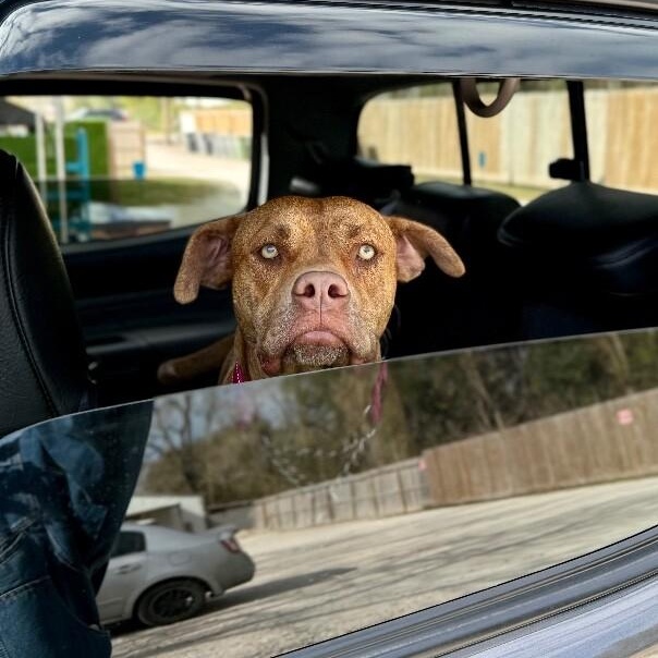 Dolly Lolly the Lovable Snuggle Queen — thumbnail 2