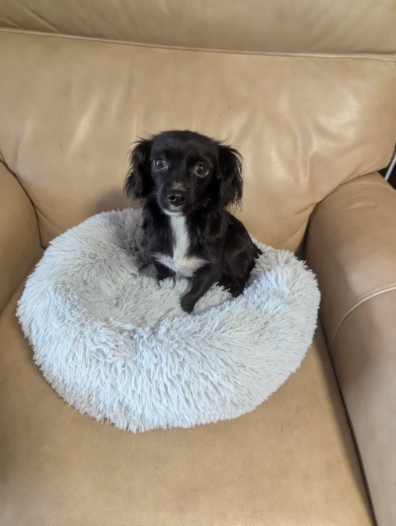 Mimi Minks, an adoptable Papillon, Chihuahua in Oakland, CA, 94607 | Photo Image 2