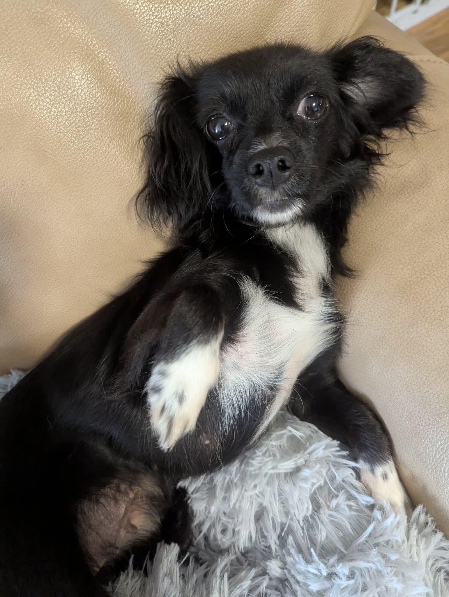 Mimi Minks, an adoptable Papillon, Chihuahua in Oakland, CA, 94607 | Photo Image 1