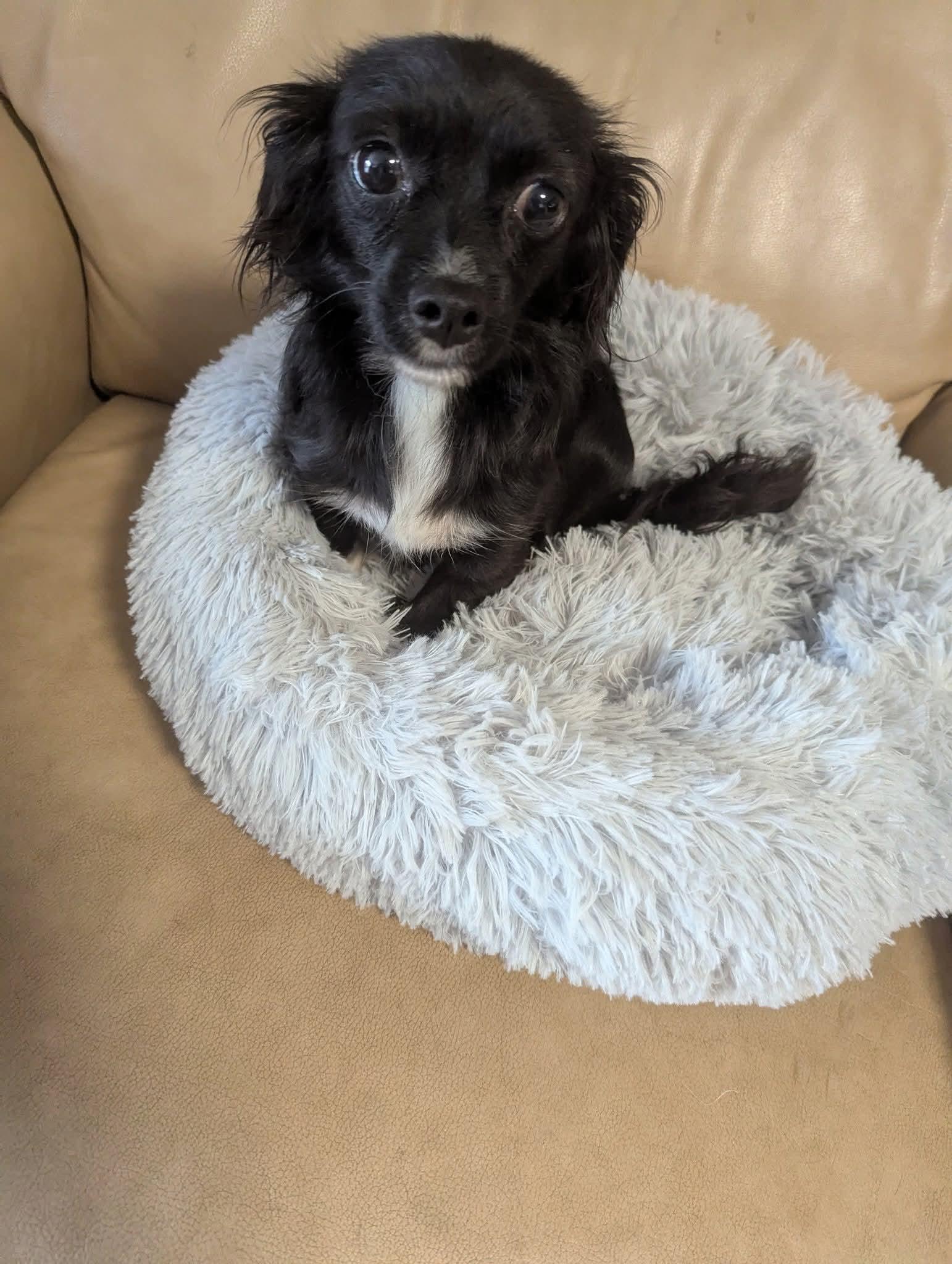 Mimi Minks, an adoptable Papillon, Chihuahua in Oakland, CA, 94607 | Photo Image 3