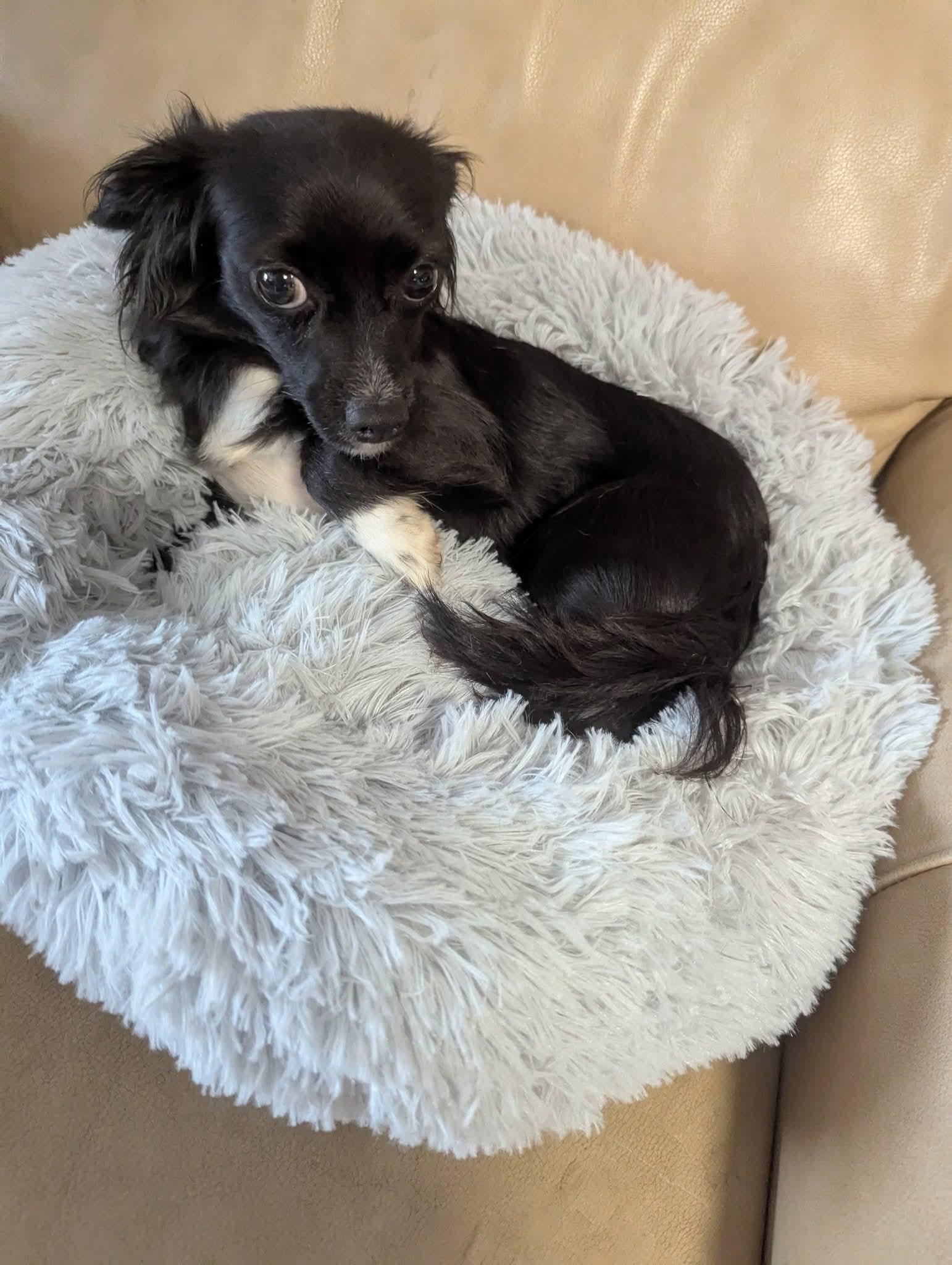 Enlarge Mimi Minks, a Adoptable mixed breed in Oakland, CA image 4/4