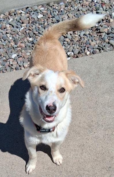 Brandy, ADOPTABLE, Young Female Husky.