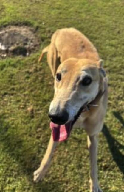 Enlarge Hooked On Sal (Solly), a Adoptable Greyhound in Tarpon Springs, FL image 1/3