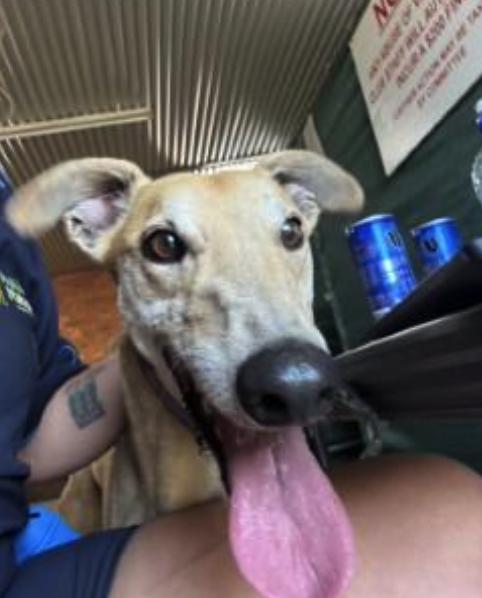 Enlarge Hooked On Sal (Solly), a Adoptable Greyhound in Tarpon Springs, FL image 2/3