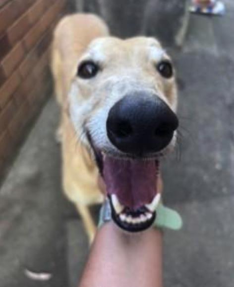 Enlarge Hooked On Sal (Solly), a Adoptable Greyhound in Tarpon Springs, FL image 3/3