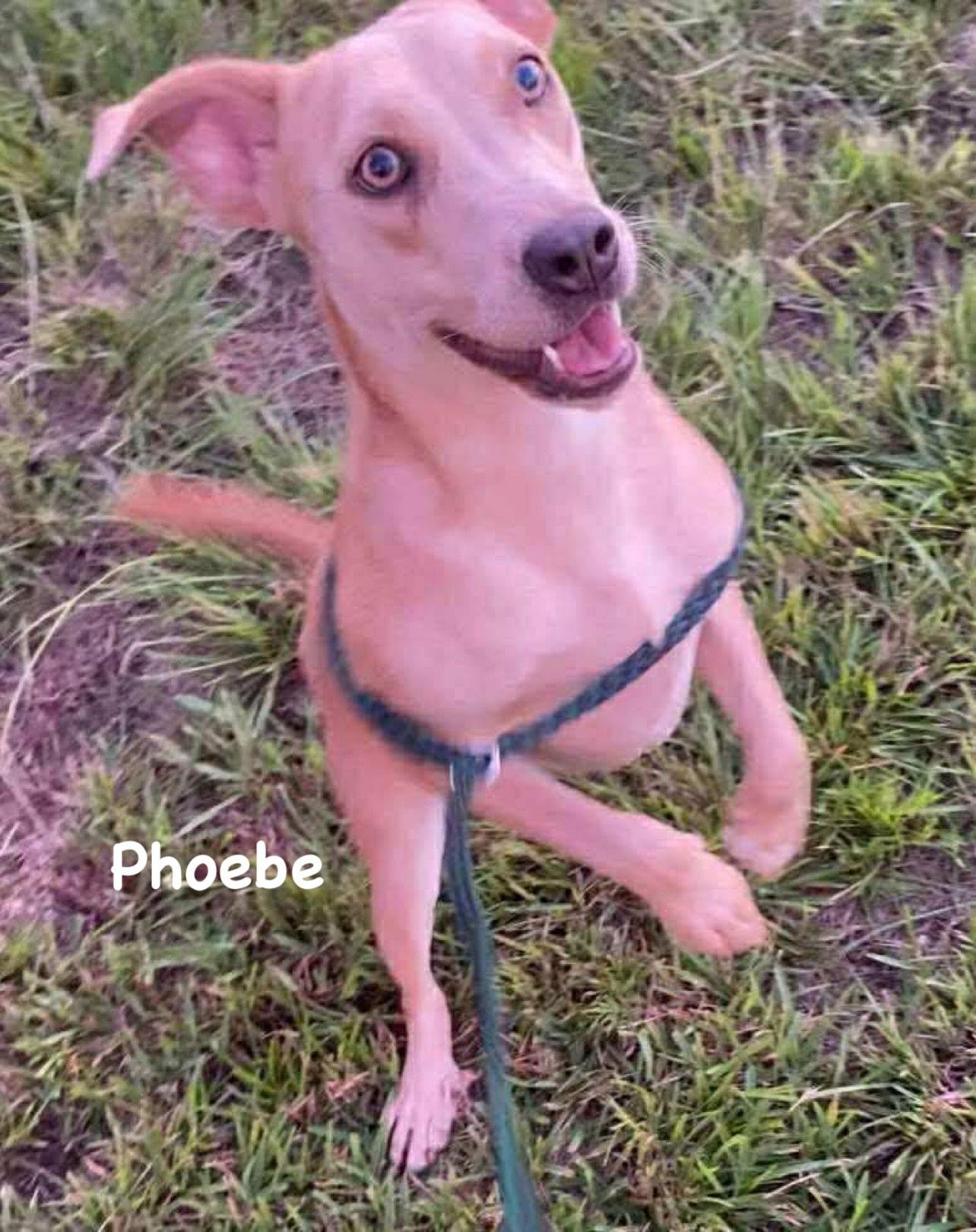 Phoebe, Adoptable, Puppy Female Pit Bull Terrier & Labrador Retriever.