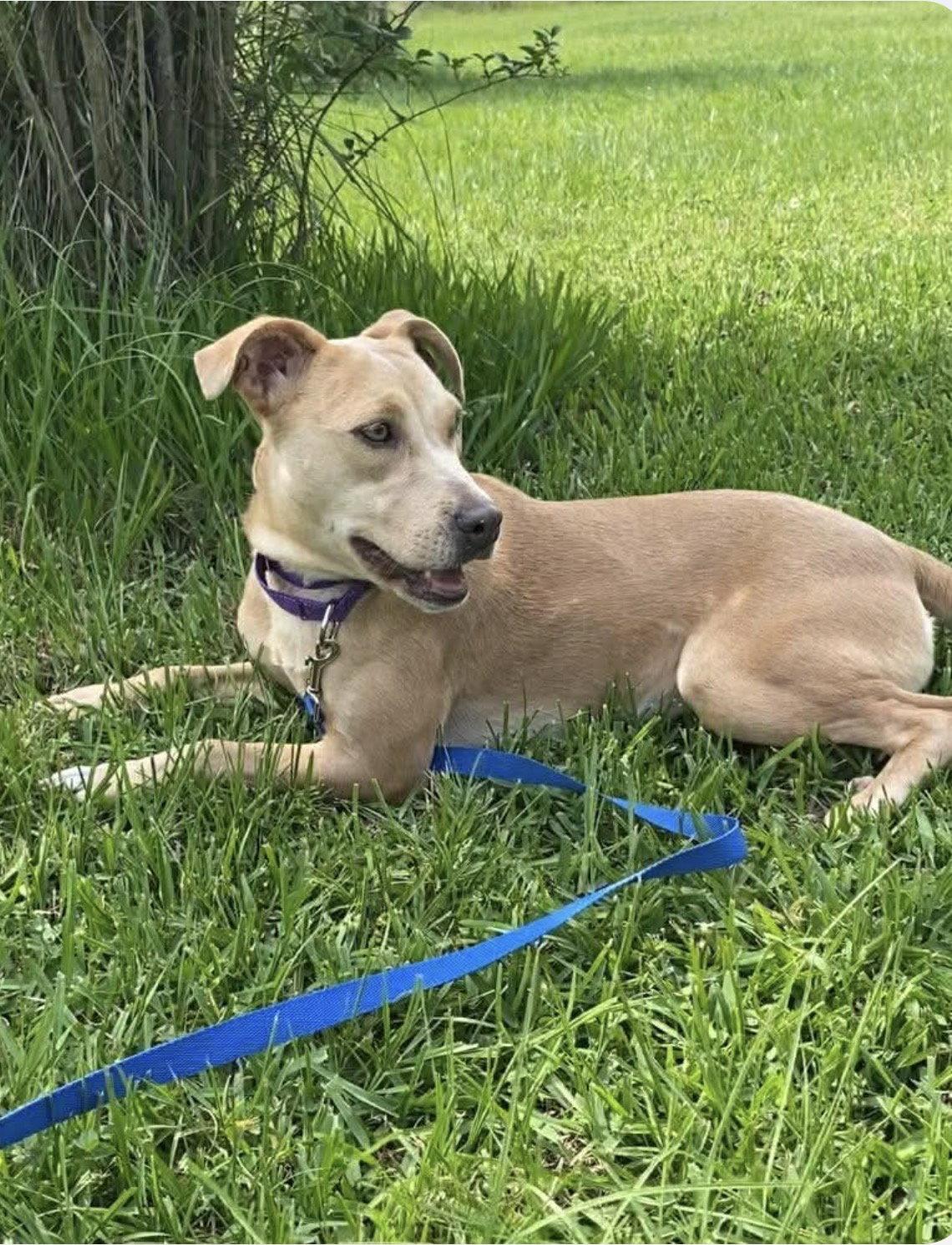 Phoebe, Adoptable, Puppy Female Pit Bull Terrier & Labrador Retriever.