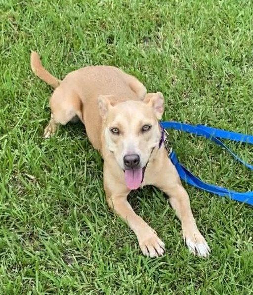 Enlarge Phoebe, a Adoptable mixed breed in Ridgefield, CT image 2/3