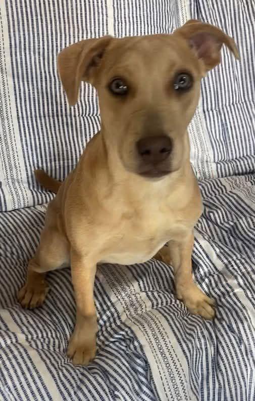 Phoebe, a Adoptable mixed breed in Ridgefield, CT image 2/3