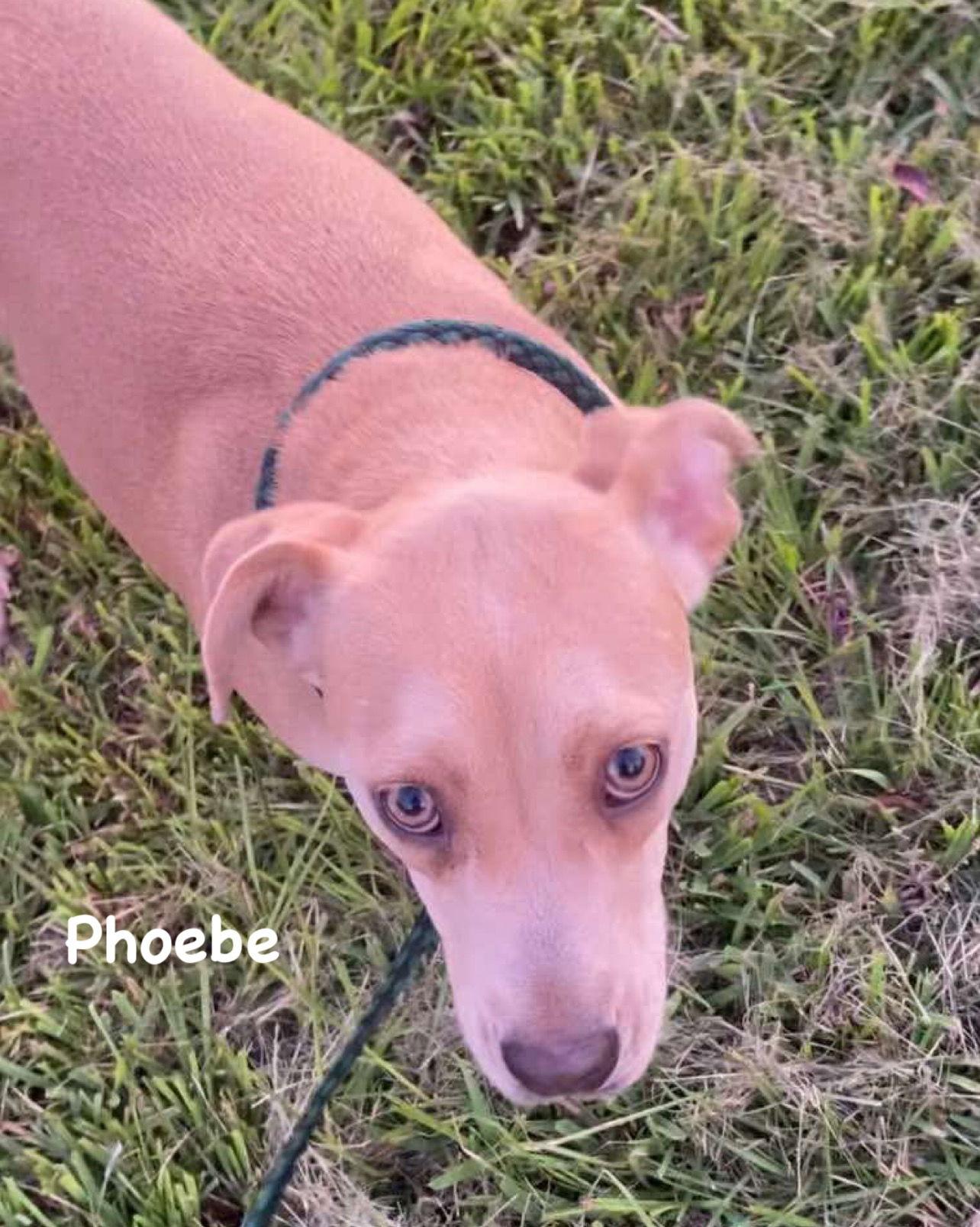 Phoebe, a Adoptable mixed breed in Ridgefield, CT image 3/3