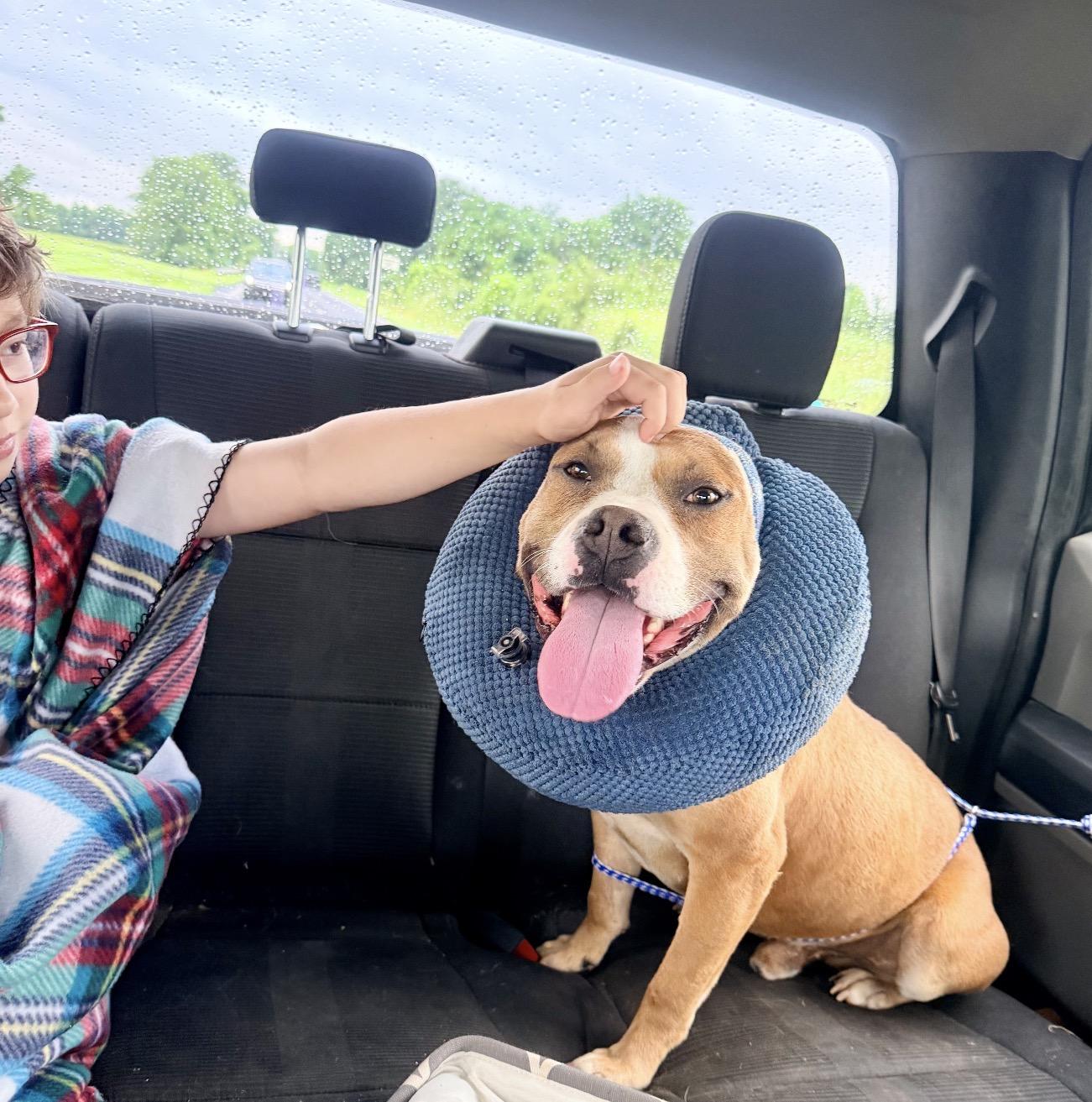 Ruger, ADOPTABLE, Adult Male American Staffordshire Terrier.