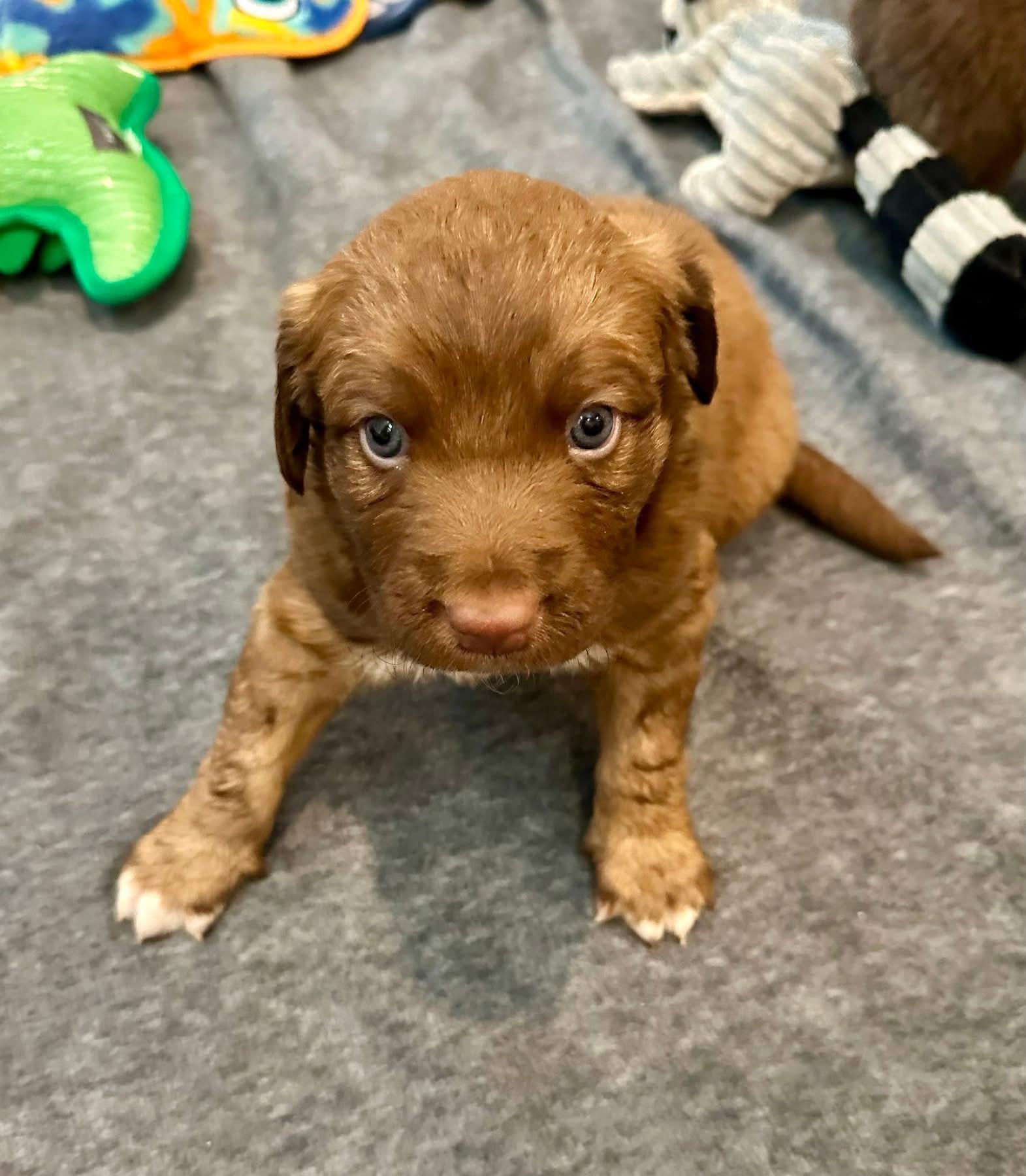 Enlarge Kit, a Adoptable mixed breed in Rockwall, TX image 2/3