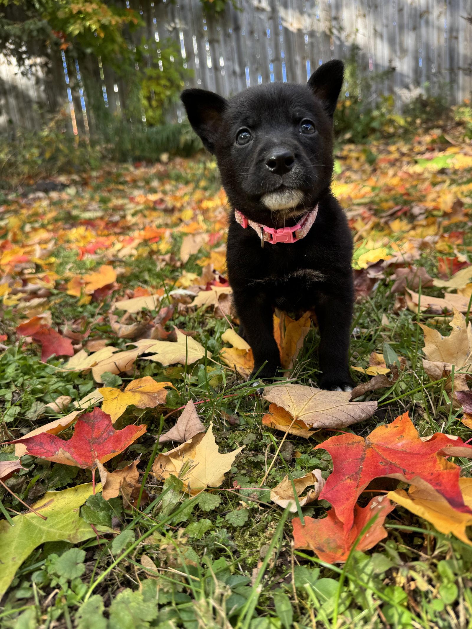 Enlarge Rosalie, a Adoptable Shepherd in Duluth, MN image 1/3