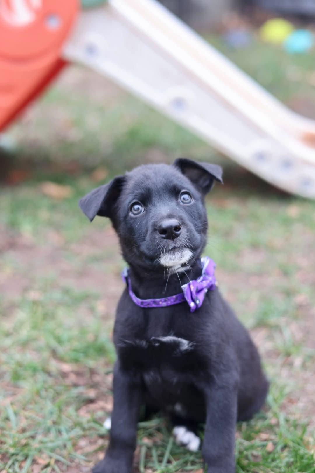 Enlarge Rosalie, a Adoptable Shepherd in Duluth, MN image 2/3